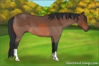 Horse Color:Bay Roan 