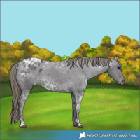 Horse Color:Smoky Black Ice Appaloosa