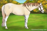 Horse Color:Amber Champagne Pearl Dun Splash