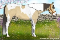 Horse Color:Sable Cream Champagne Dun Splash Tobiano