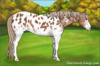 Horse Color:White Spotted Chestnut Appaloosa