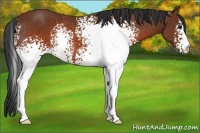 Horse Color:White Spotted Brown Rabicano 
