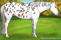 Horse Color:Bay Appaloosa 
