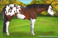 Horse Color:Bay Splash Frame Appaloosa 