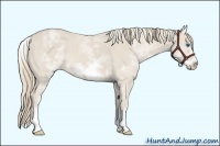 Horse Color:White Spotted Smoky Creme Frame 