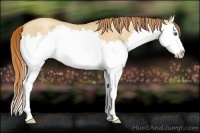 Horse Color:Gold Champagne Roan Dun Splash 