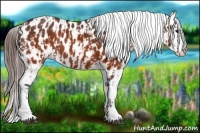 Horse Color:Brown Appaloosa and Brown Appaloosa