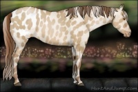 Horse Color:Brown Pearl Dun Appaloosa 