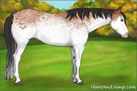 Horse Color:White Spotted Bay Roan Splash