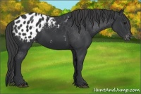 Horse Color:Black Appaloosa 