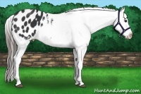 Horse Color:Black Appaloosa