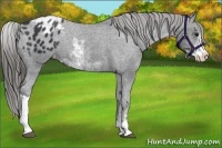 Horse Color:Black Sabino Appaloosa 