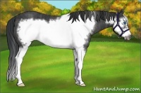 Horse Color:Black Splash Frame Brindle