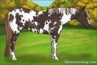 Horse Color:White Spotted Liver Chestnut 