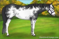 Horse Color:Black Splash Frame and Black Splash Frame