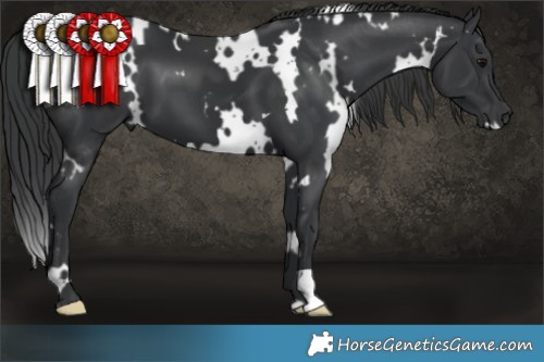 Horse Color:White Spotted Black 