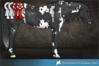 Horse Color:White Spotted Black 