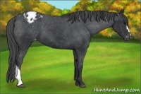 Horse Color:Black Appaloosa 