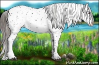 Horse Color:Black Near Leopard 