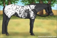 Horse Color:Black Appaloosa