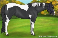 Horse Color:Black Splash Tobiano