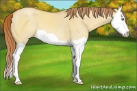 Horse Color:Gold Champagne Dun Splash 