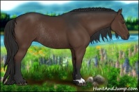 Horse Color:Liver Chestnut Rabicano