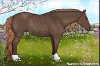 Horse Color:Liver Chestnut Rabicano