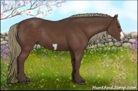 Horse Color:Liver Chestnut Frame Rabicano