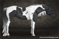 Horse Color:Black Tobiano 