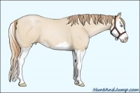 Horse Color:Smoky Black Pearl Splash 