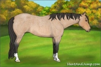 Horse Color:Buckskin Roan 