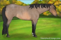 Horse Color:Buckskin Roan 
