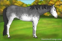 Horse Color:White Spotted Blue Roan 