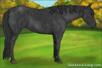 Horse Color:Black  Brindle