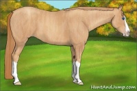 Horse Color:Gold Champagne Splash  Brindle