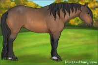 Horse Color:Buckskin and Buckskin