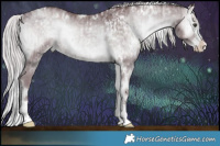 Horse Color:White Spotted Chocolate Silver Grullo Chinchilla Onyx Sabino Brindle and White Spotted Chocolate Silver Blue Onyx Chinchilla Sabino Brindle