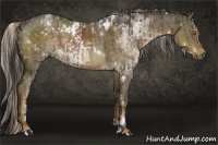 Horse Color:White Spotted Liver Chestnut and White Spotted Chocolate Palomino