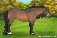 Horse Color:Buckskin and Buckskin