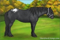Horse Color:Black Appaloosa