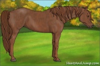 Horse Color:Chestnut Brindle