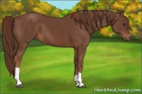 Horse Color:Chestnut and Chestnut