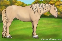 Horse Color:Gold Champagne Rabicano  and Gold Champagne Rabicano 