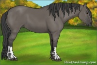 Horse Color:Smoky Grullo and Smoky Grullo