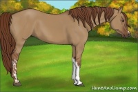 Horse Color:Red Dun and Red Dun