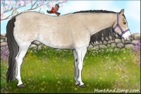 Horse Color:White Spotted Buckskin Roan