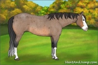 Horse Color:Unknown 