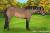 Horse Color:Buckskin Roan