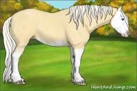Horse Color:Gold Cream Champagne Splash  and Gold Cream Champagne Splash 